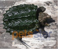Alligator Snapping Turtle Info Alligator Snapping Turtle Info